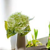Green Hydrangea Stem