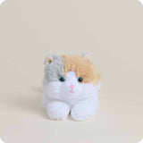 Calico Cat Junior
