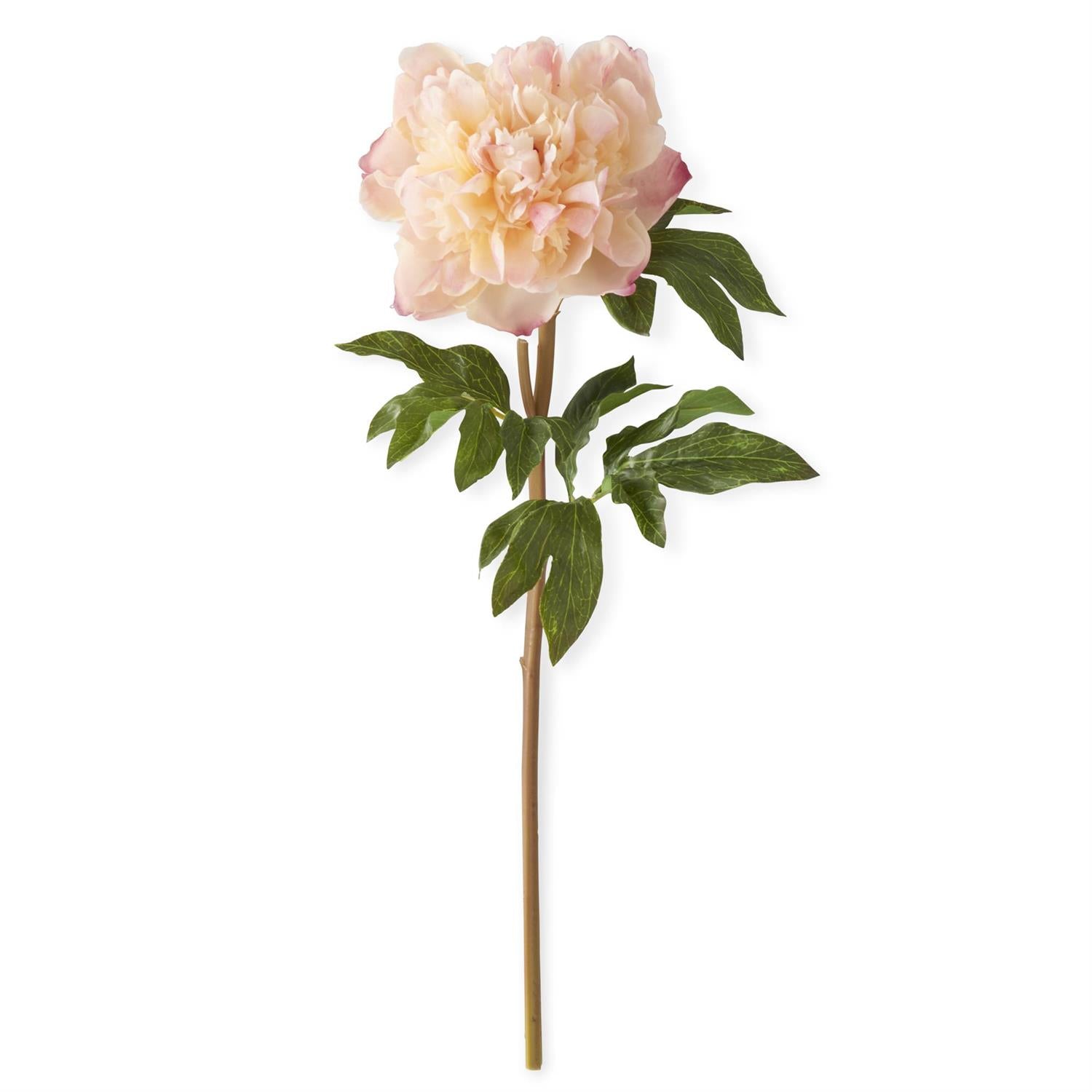 Coral Charm Real Touch Peony Stem 21.5"
