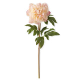 Coral Charm Real Touch Peony Stem 21.5"