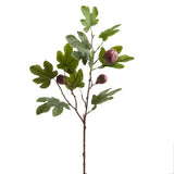 Fig Branch