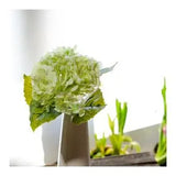 Green Hydrangea Stem
