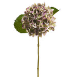 Green and Purple Hydrangea Stem