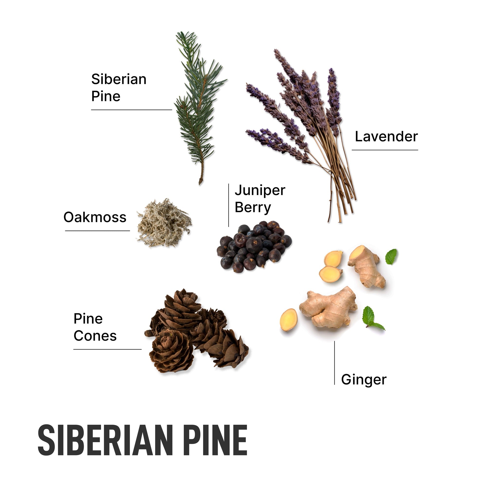 Liquid Laundry Detergent Pods - Siberian Pine
