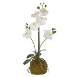 Real Touch White Orchid w/ Moss Ball