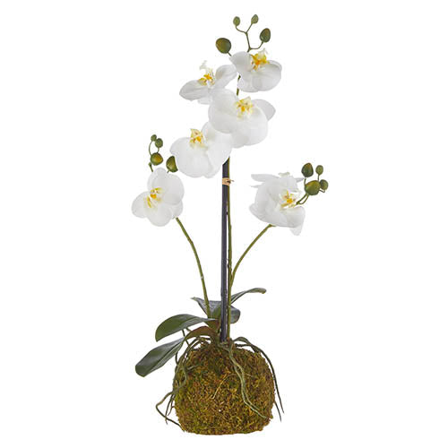 Real Touch White Orchid w/ Moss Ball